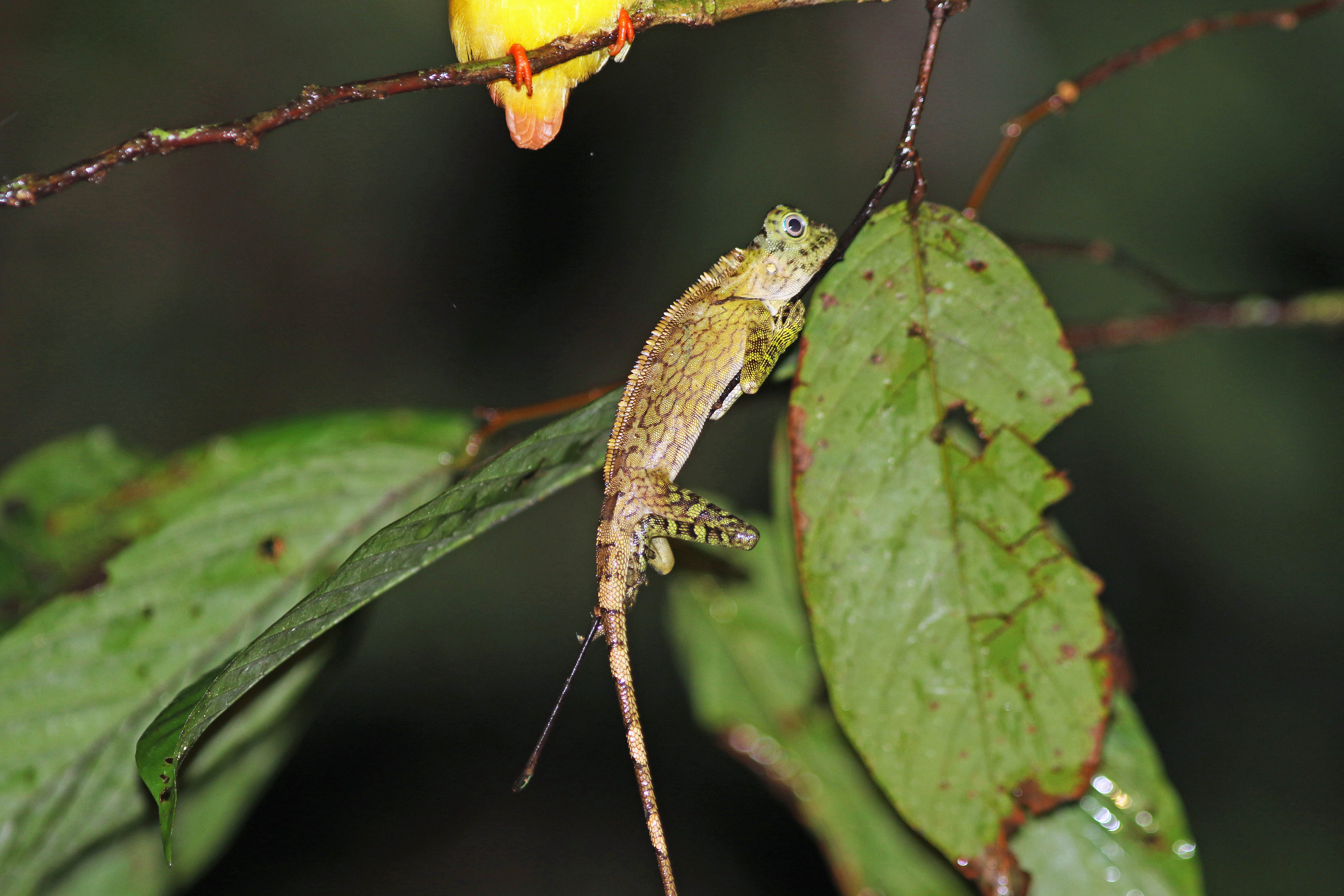 Bornean Angle-headed Lizard (Gonocephalus borneensis) + () Rufous-backed Kingfisher