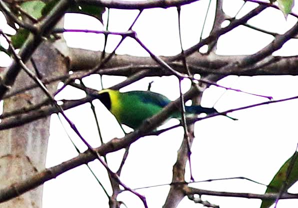 Bornean Leafbird (Chloropsis kinabaluensis)