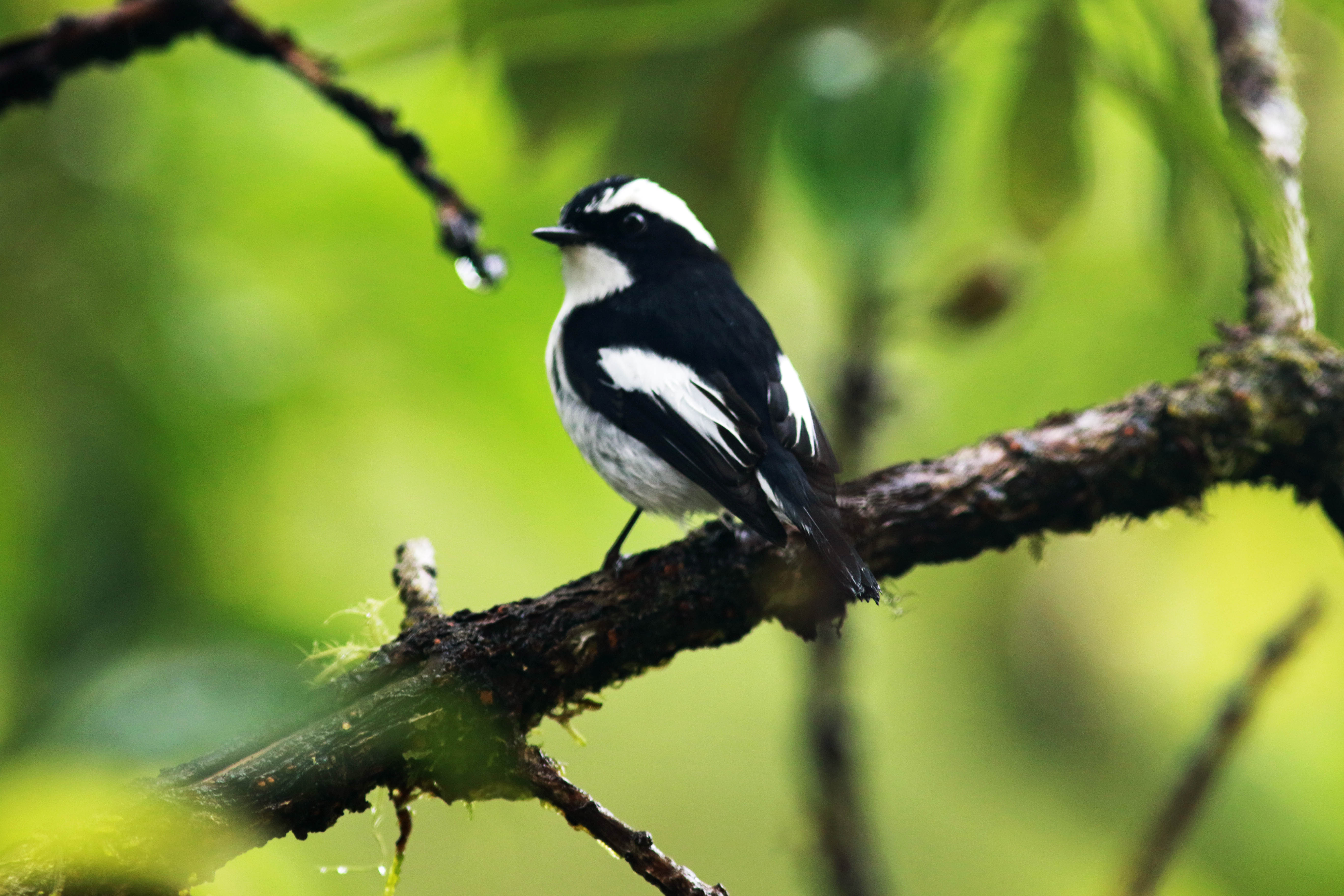 Little Pied Flycatcher (Ficedula westermanni)