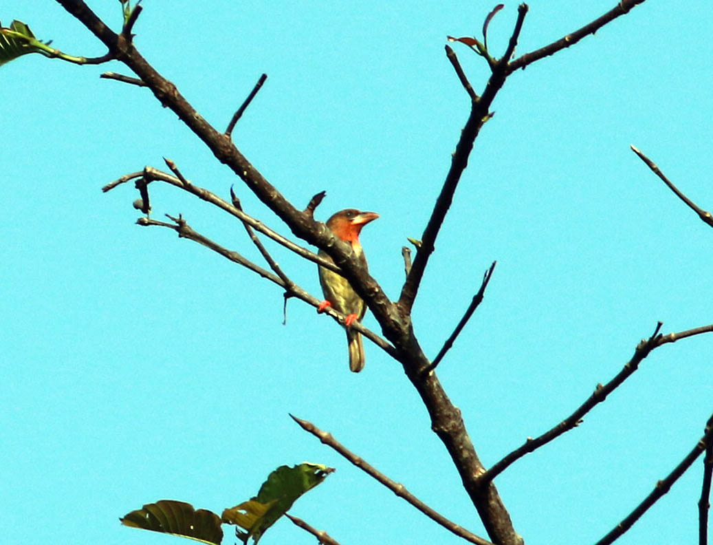 Bornean Brown Barbet (Caloramphus fuliginosus)