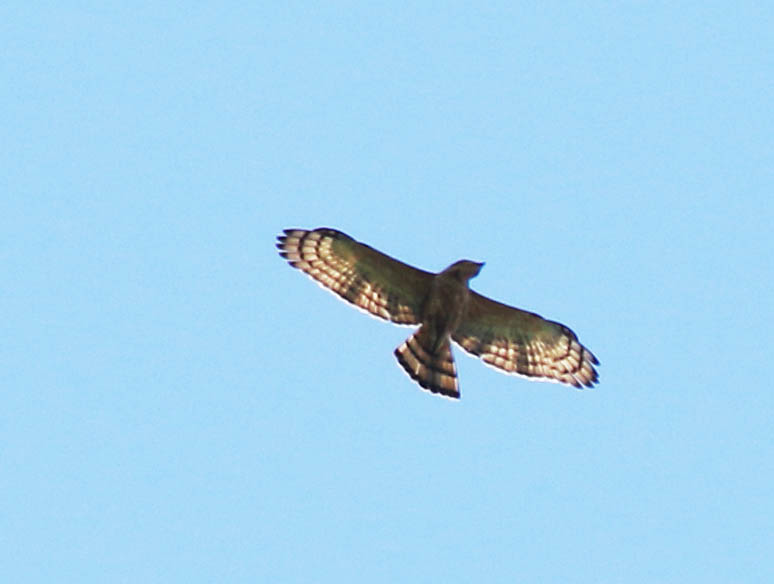 Wallaces Hawk Eagle (Nisaetus nanus)