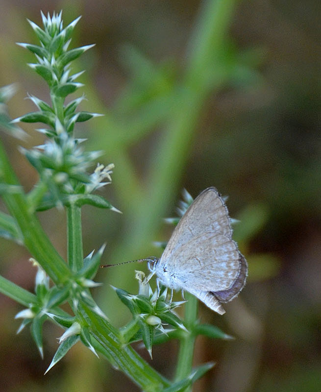 Common Grass-blue