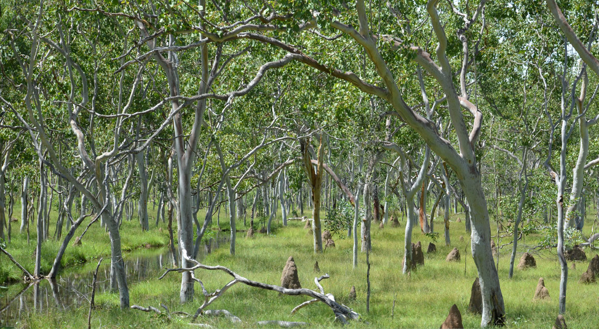 woodland in the wet season