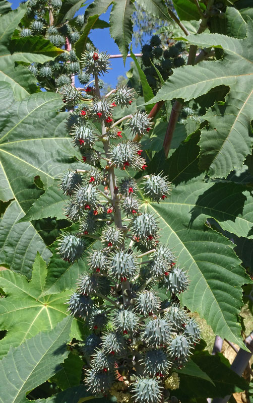 Castor-oil Plant (Ricinus communis)