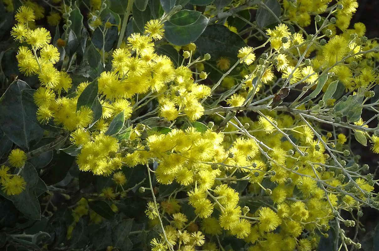 Mt Morgan Wattle (Acacia podalyriifolia)