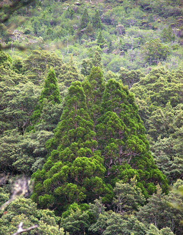 pines (Athrotaxis sp.)