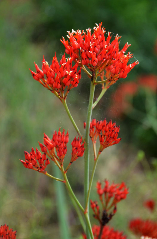 Bloodroot (Haemodorum coccineum)