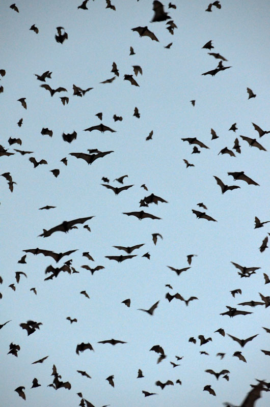 Little Red Flying-foxes