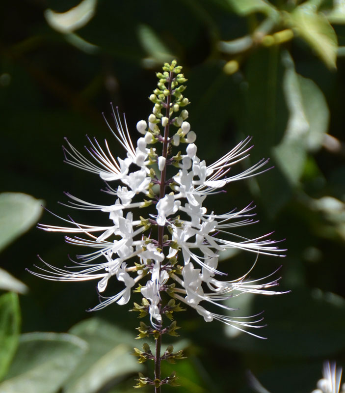 Whisker Plant (Orthosiphon aristatus)