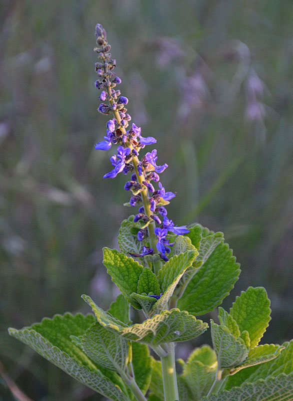 Plectanthus amoenus