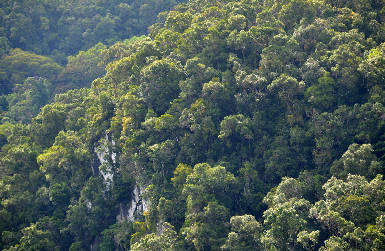 Mulu forest