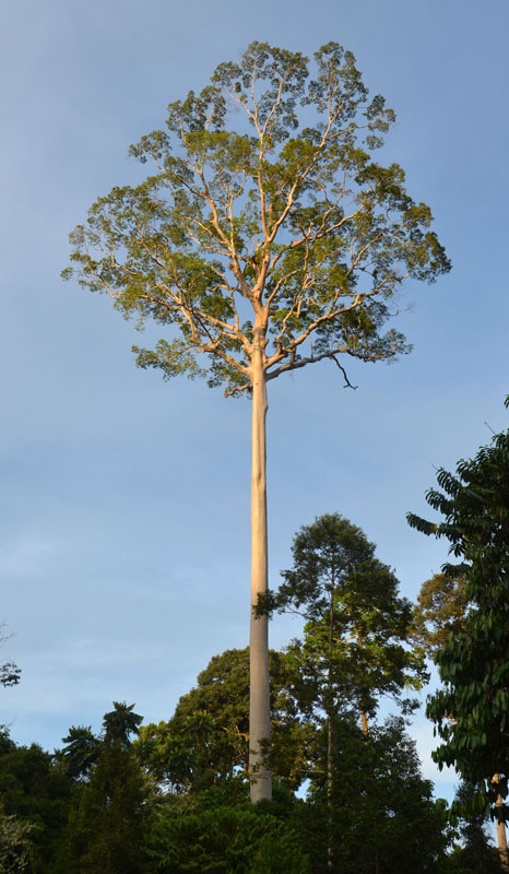 Mengaris (Koompassia excelsa)