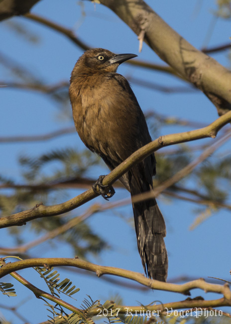 Great-tailed Grackle (female)-2500.jpg