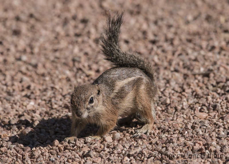 Harriss Antelope Squirrel-2239.jpg