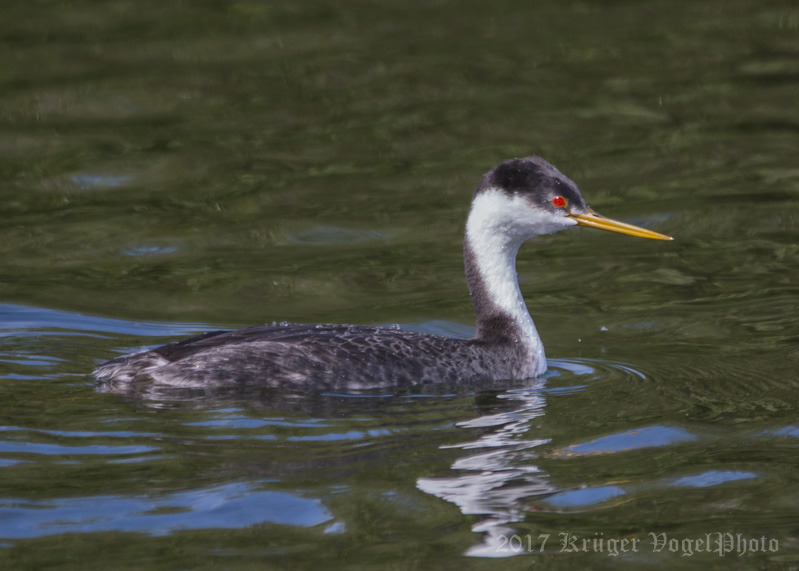 Western Grebe-3812.jpg