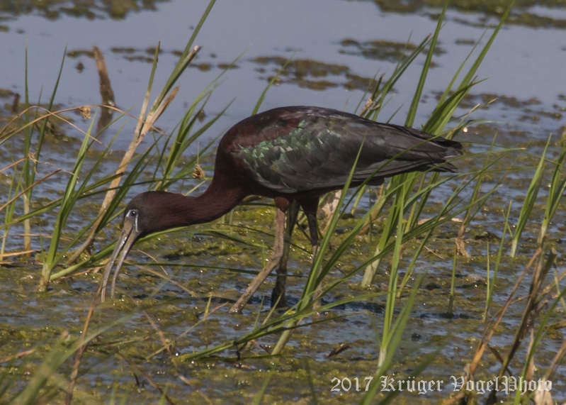 Glossy Ibis-7046.jpg