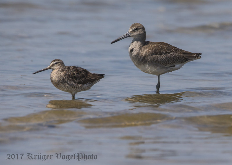 Short-billed Dowitcher & Willet-0728.jpg