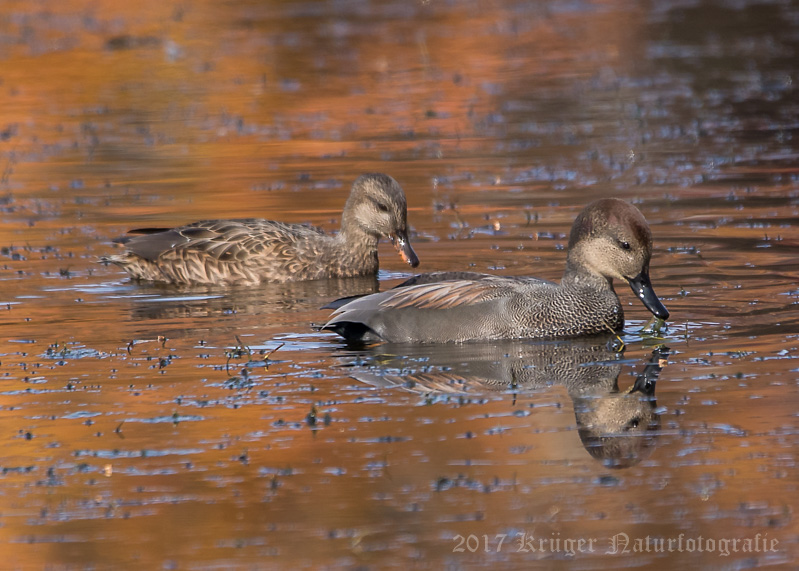 Gadwall-3731.jpg