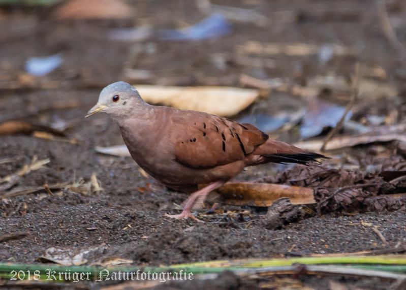 Ruddy Ground Dove-4669.jpg