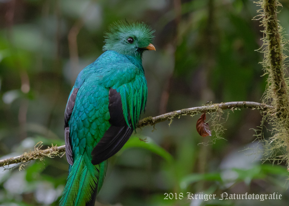Resplendent Quetzal (male)-6128.jpg
