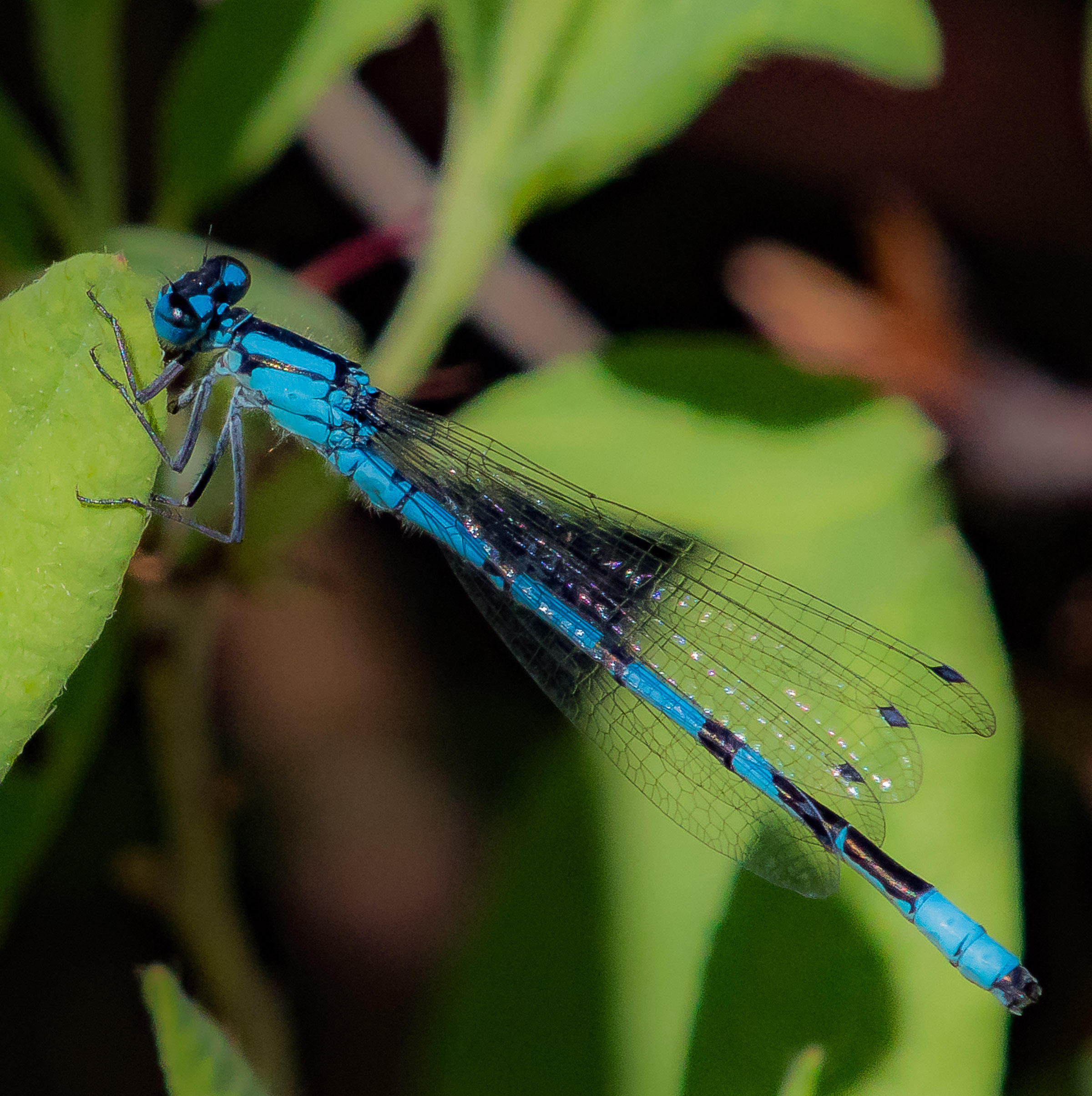 Blue-fronted Dancer Dragonfly