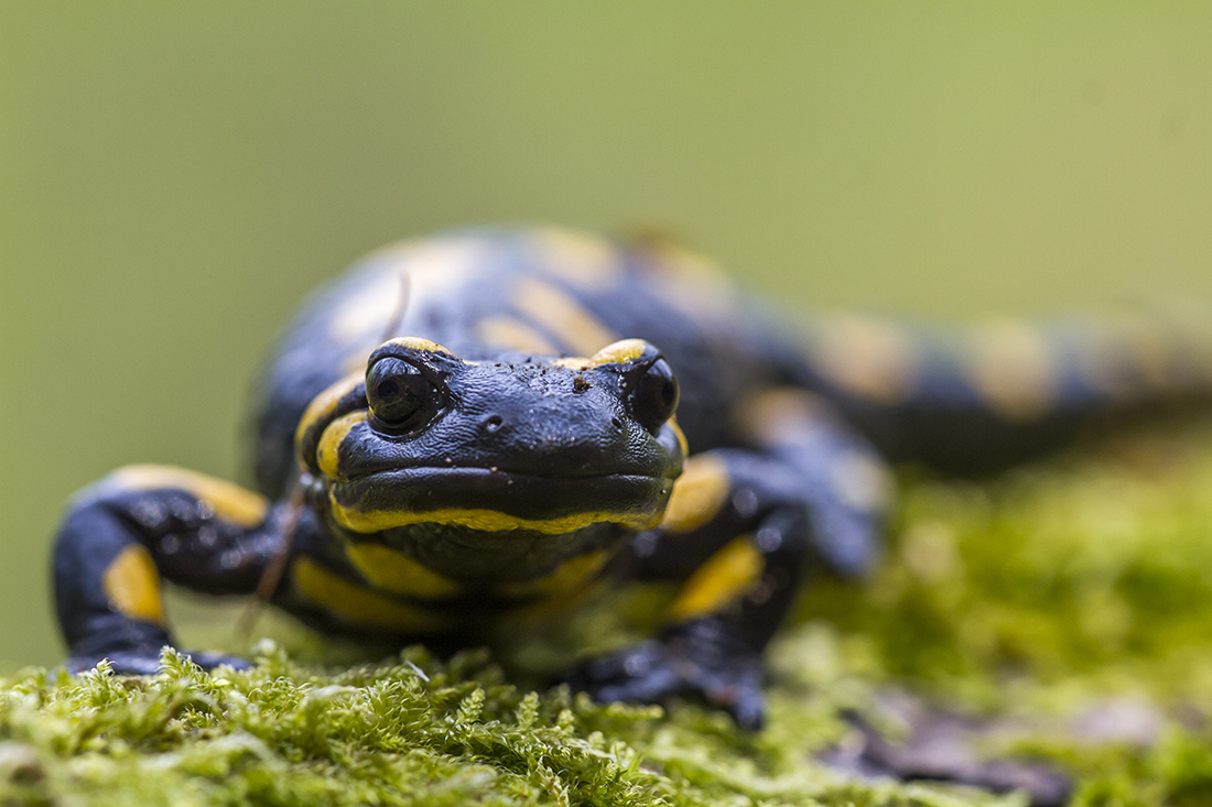 fire salamander