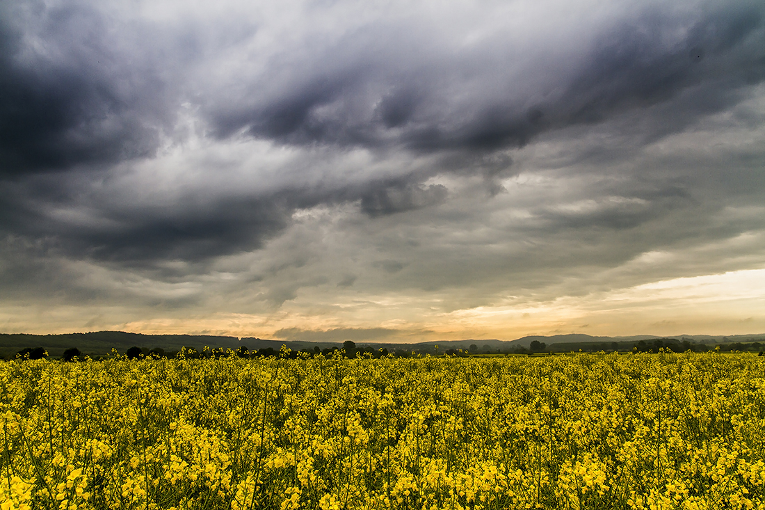 clouds and rape field