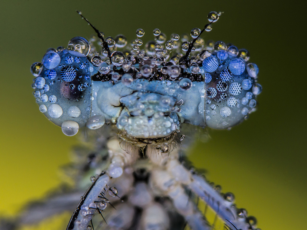 dewy eyes