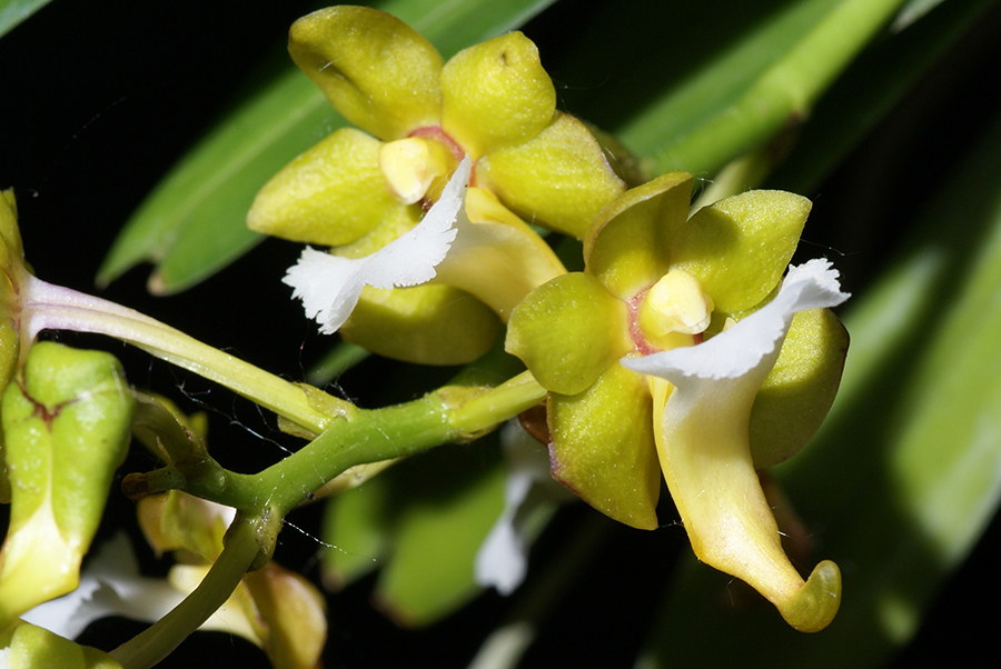 20171511  -  Vanda  flabellata  Robert  CHM/AOS  (80  points)  6-10-2017  (Cheryl Erins)