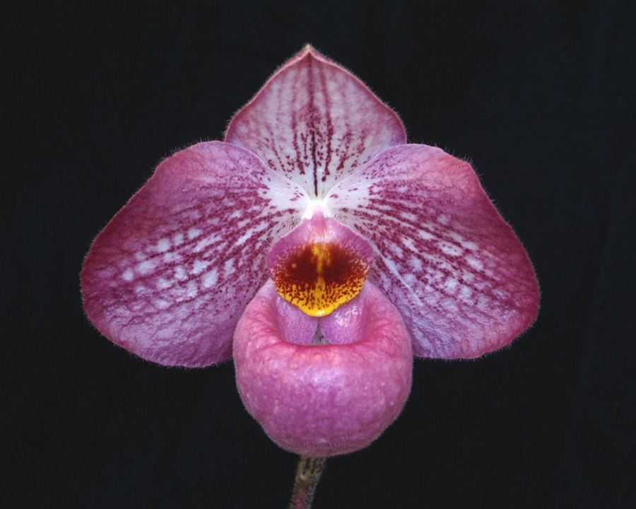 20171522  -  Paph.  Carolyn  Butcher  Lorrianes  Plum  Jam  AM/AOS  (80  points)  8-12-2017  (Lorraine Heyden)