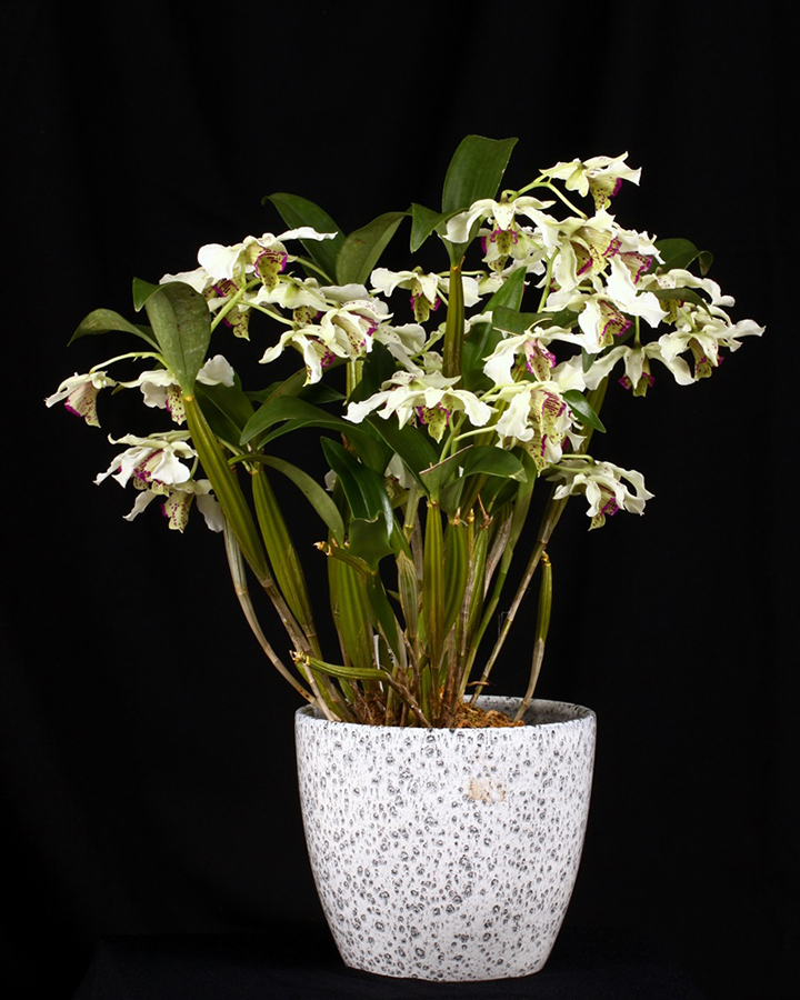 20182060  -  Dendrobium  Ekolu  Quintal  T  Valleys  Purple  Pride  CCM/AOS  (86  points)  1-27-18  (Teresa  Valley)