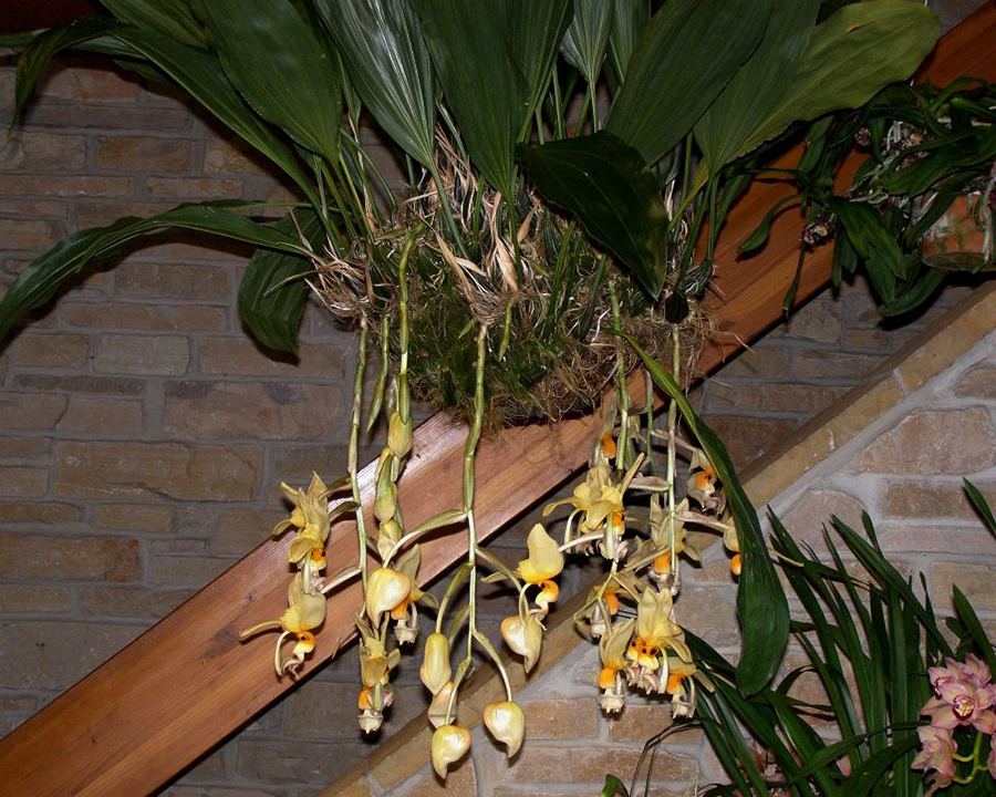20182069  -  Stanhopea  oculata  ‘Ruth  Marie  Christian’  CCM/AOS  (80  points)  2-3-18  (Olbrich  Gardens)  plant
