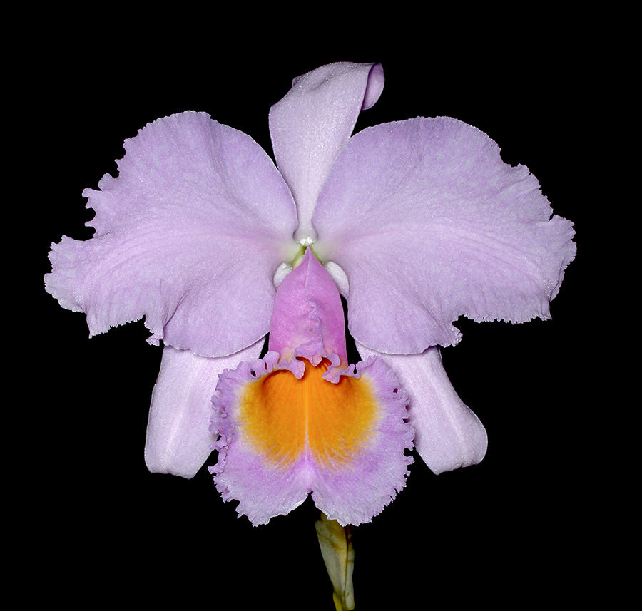 20182089  -  Cattleya  schroederae  Michael  AM/AOS  (84  points)  3-10-18  (William  Rogerson)