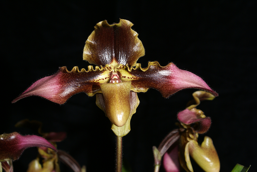 20182098 - Paph. hirsutissimum Cheri AM/AOS (86 points) 3-24-18 (Dave Wujek)