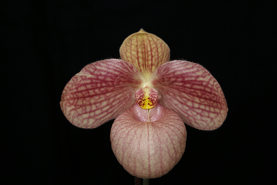 20182099 - Paph. Liberty Taiwan Timberlane AM/AOS (84 points) 3-24-18 (Marcia Whitmore)