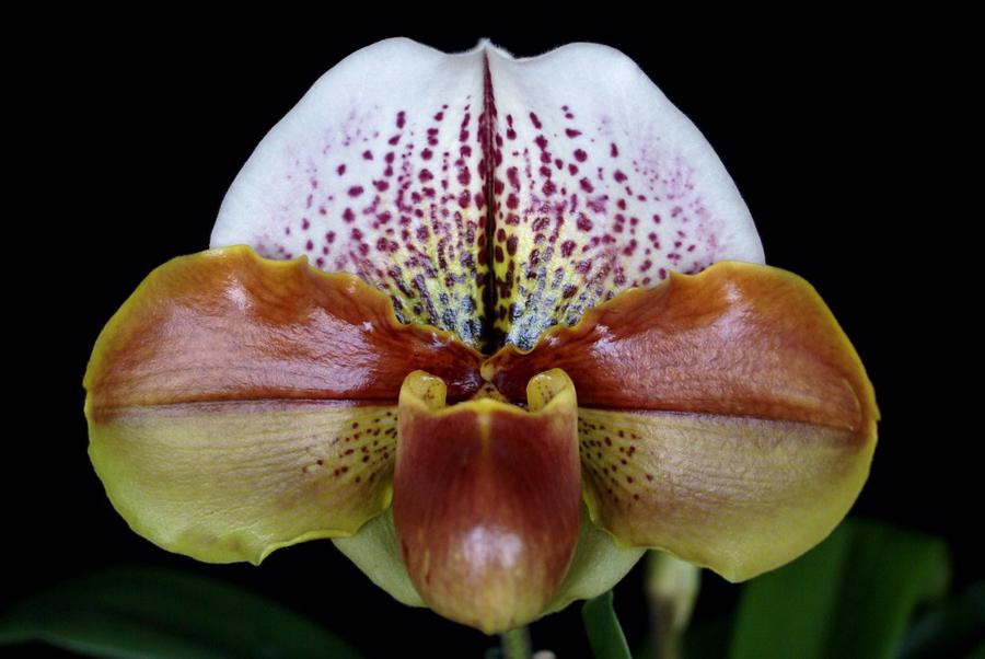 20182152 Paphiopedilum Prohill Hampshire  HCC/AOS (77 points) 11-10-2018 (Arnold Klehm) flower