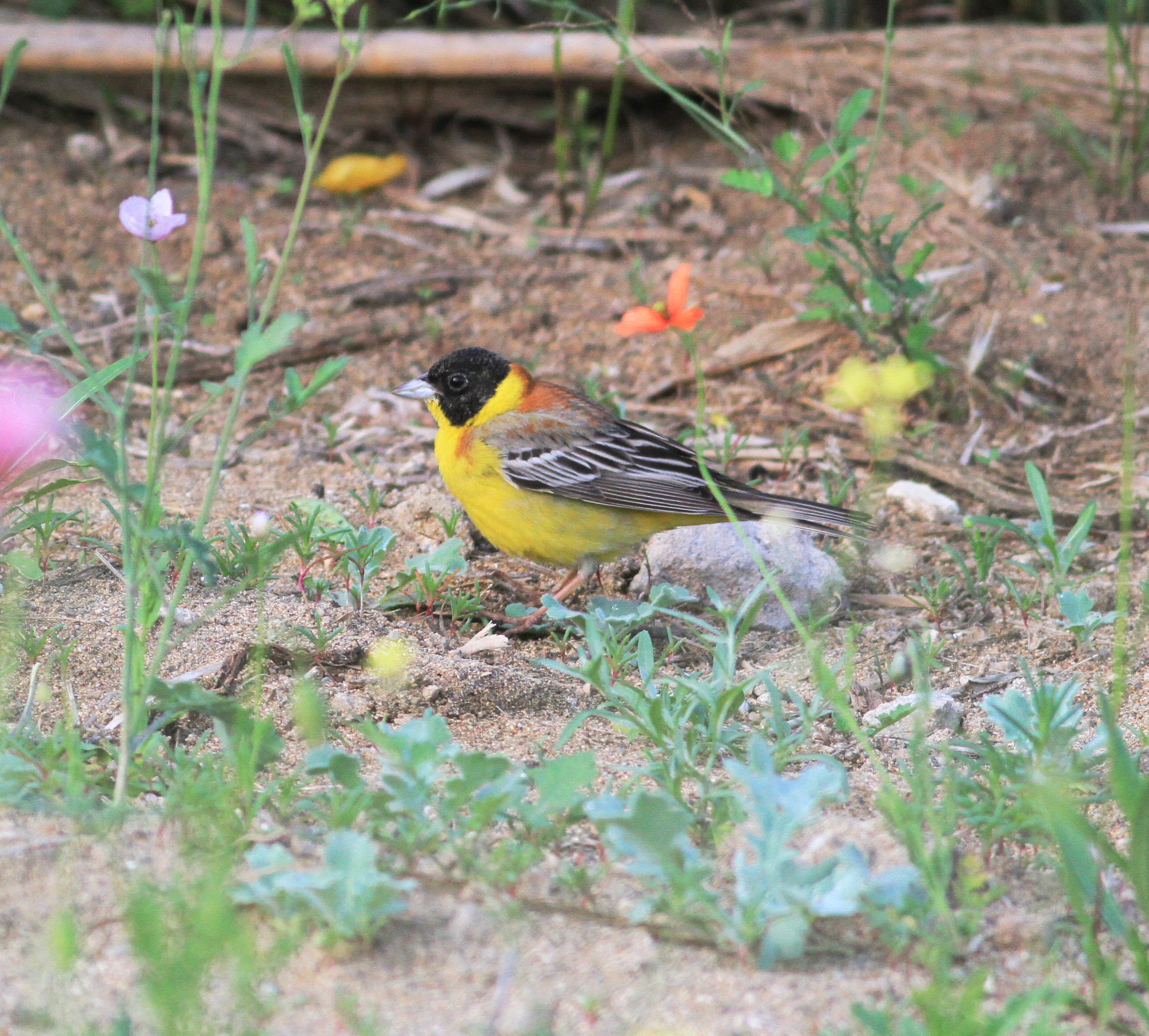 Black-headed Bunting (Emberiza melanocephala)