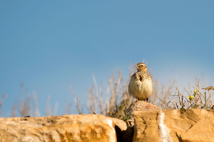 D4S_4997F boomleeuwerik (Lullula arborea, Woodlark).jpg