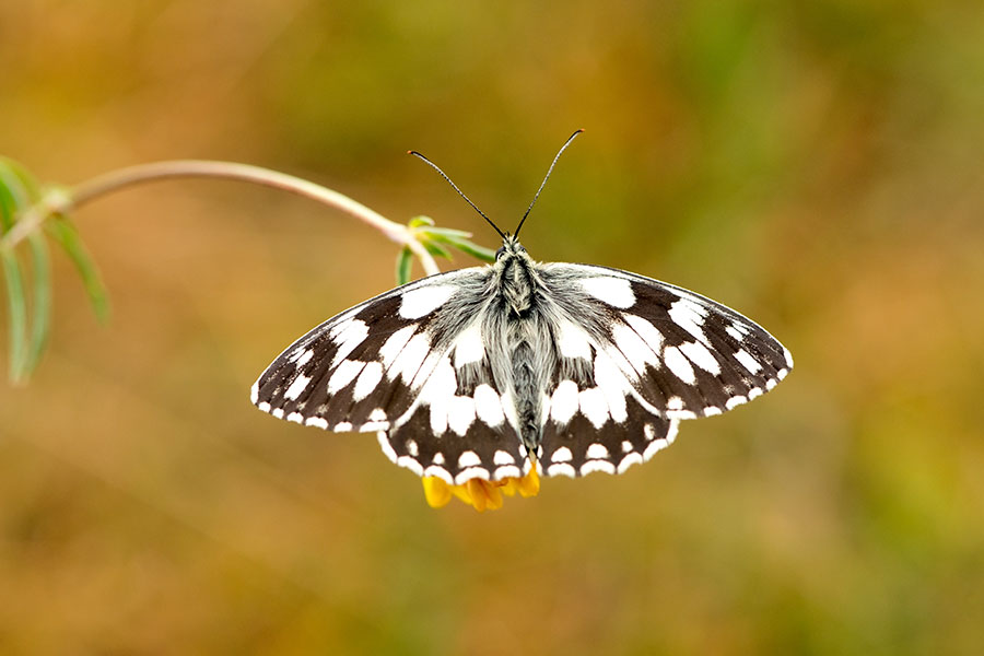 500_6564F dambordje (Melanargia galathea, Marbled White).jpg