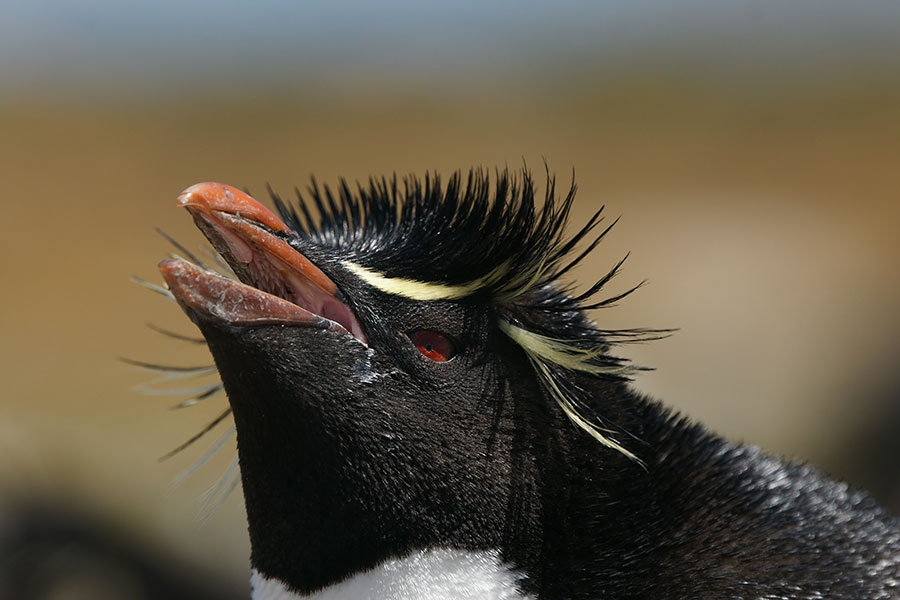 DSC07614F rotspinguïn (Eudyptes crestatus, Rockhopper Penguin).jpg
