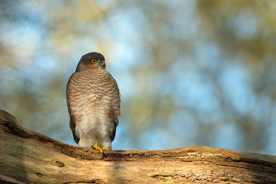 D4S_5239F sperwer (Accipiter nisus, Eurasian Sparrowhawk).jpg