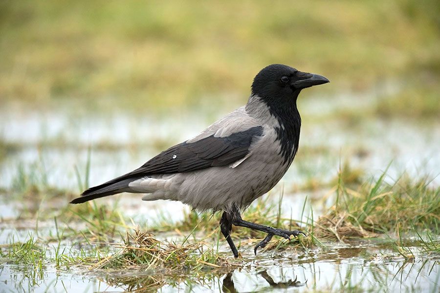 D4S_7824F bonte kraai (Corvus cornix, Hooded crow).jpg