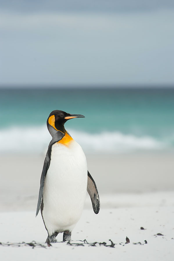 700_8196F koningspinguin (Aptenodytes patagonicus, King Penguin).jpg