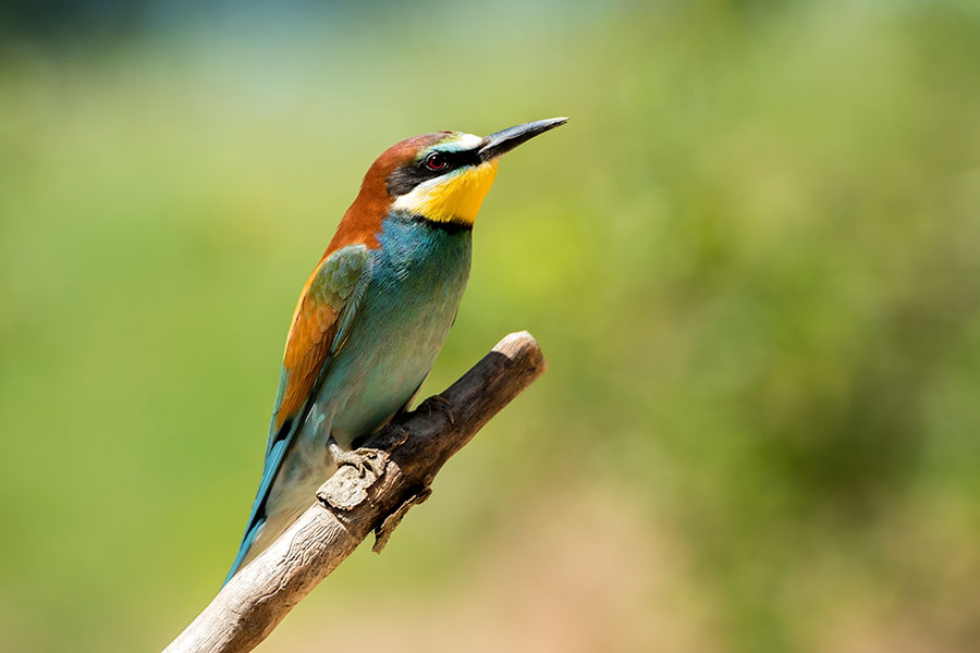 500_3887F bijeneter (Merops apiaster, European Bee-eater).jpg