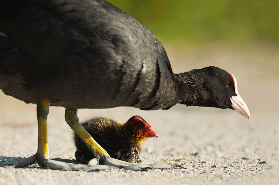 D4S_0153F meerkoet (Fulica atra, Eurasian Coot).jpg