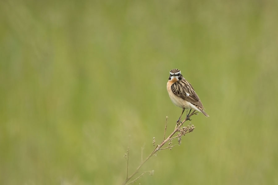 D4S_8267F paapje (Saxicola rubetra, Whinchat).jpg