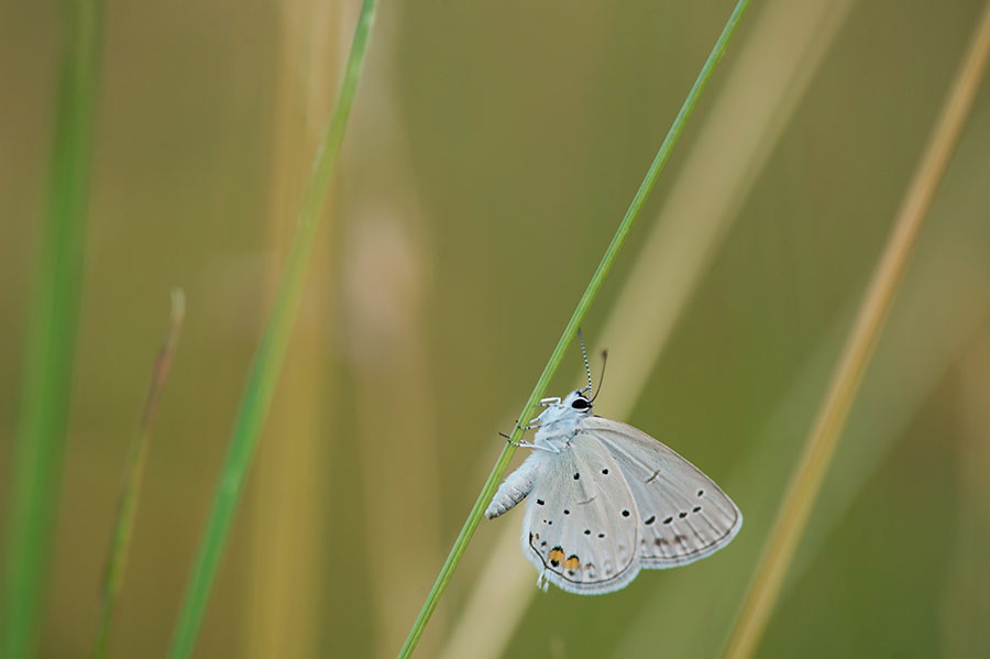 D4S_0653F staartblauwtje (Cupido argiades, Short-tailed blue).jpg