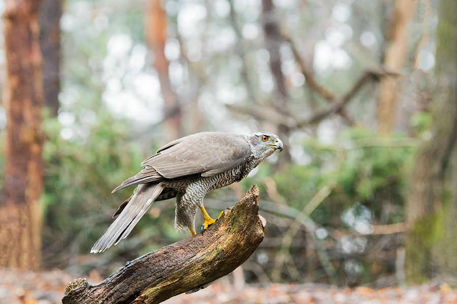 500_8025F havik (Accipiter gentilis, Northern goshawk).jpg