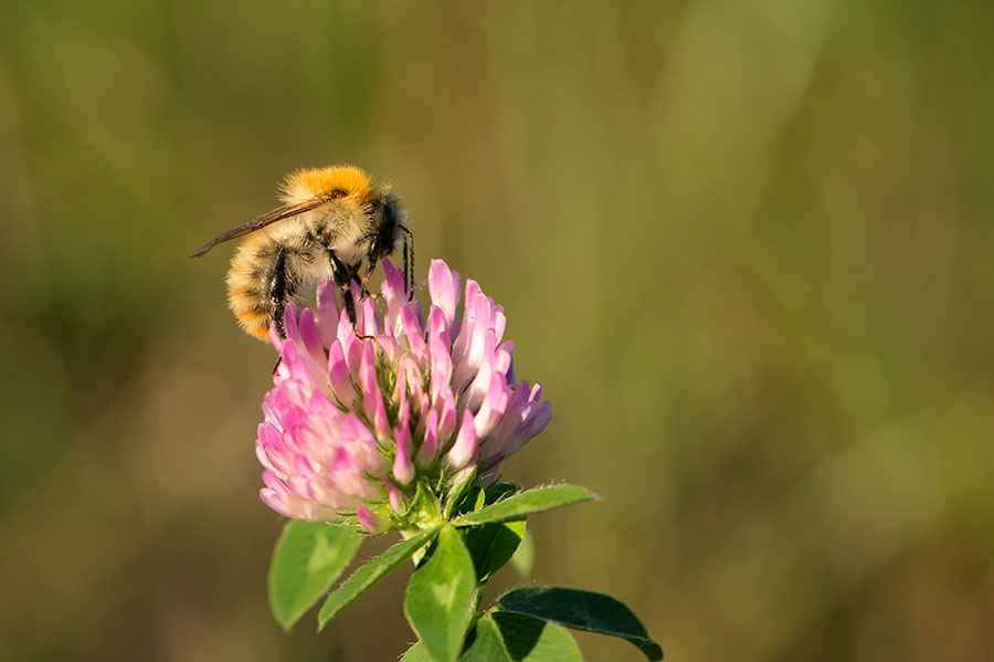 D4S_7420F akkerhommel (Bombus pascuorum, Common carder bee).jpg