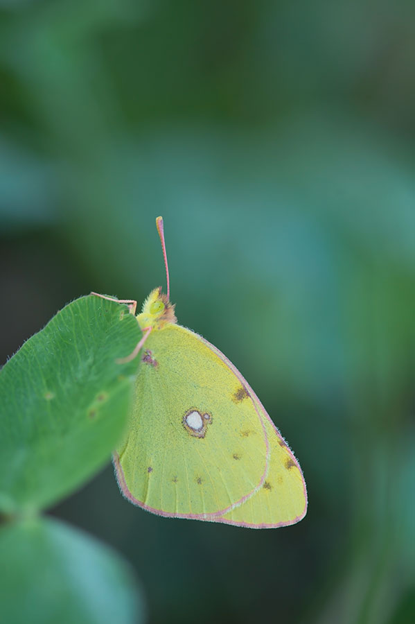 D4S_7265F gele luzernevlinder (Colias hyale, Pale clouded yellow).jpg